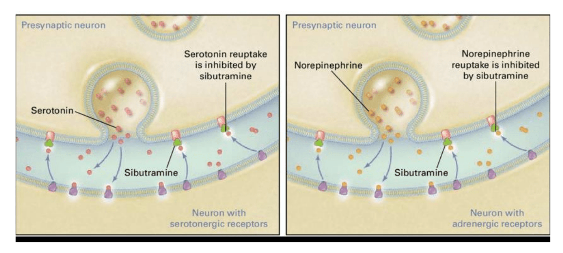Scheme of inhibition of the reuptake of the neurotransmitters serotonin and noradrenaline